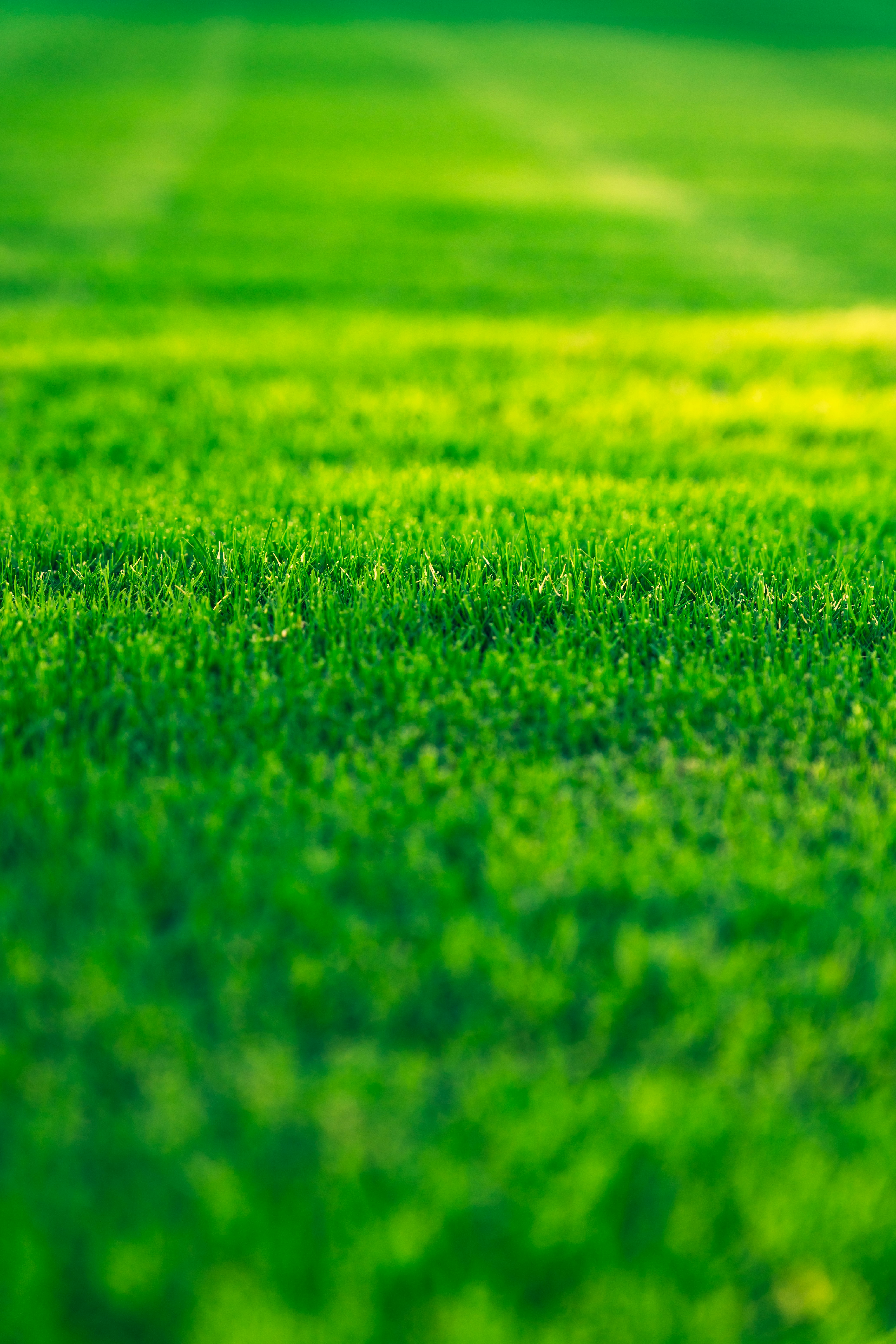 Lawn care services in Roswell GA